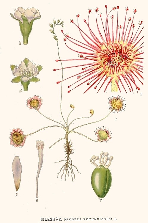 Drosera rotundifolia